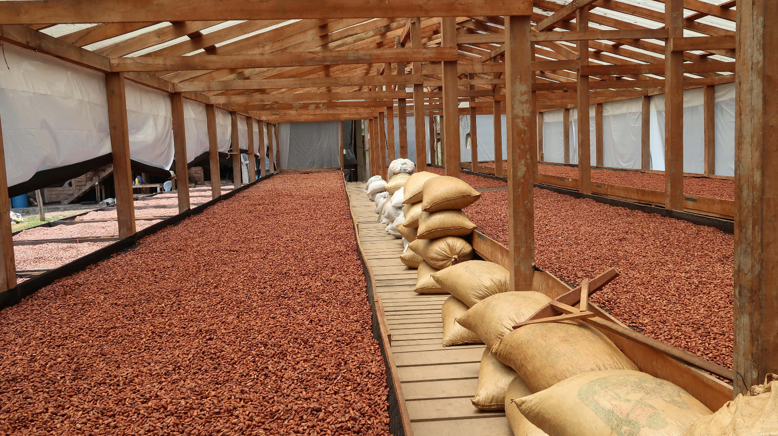 Cocoa Pods